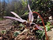 32 Erythronium dens-canis (Dente di cane)